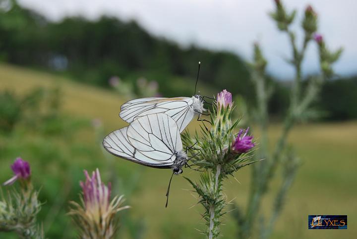 aporia crataegi  pieride del biancospino .JPG